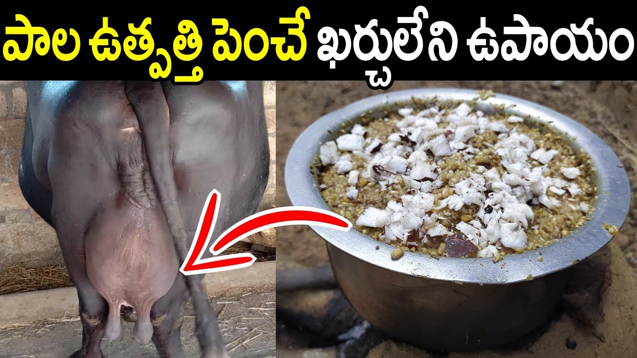 ఆవులు గేదెల్లో పాల ఉత్పత్తి పెంచే మెరుగైన ఉపాయం । Desi Formula for increase #Milk in cow Buffalo