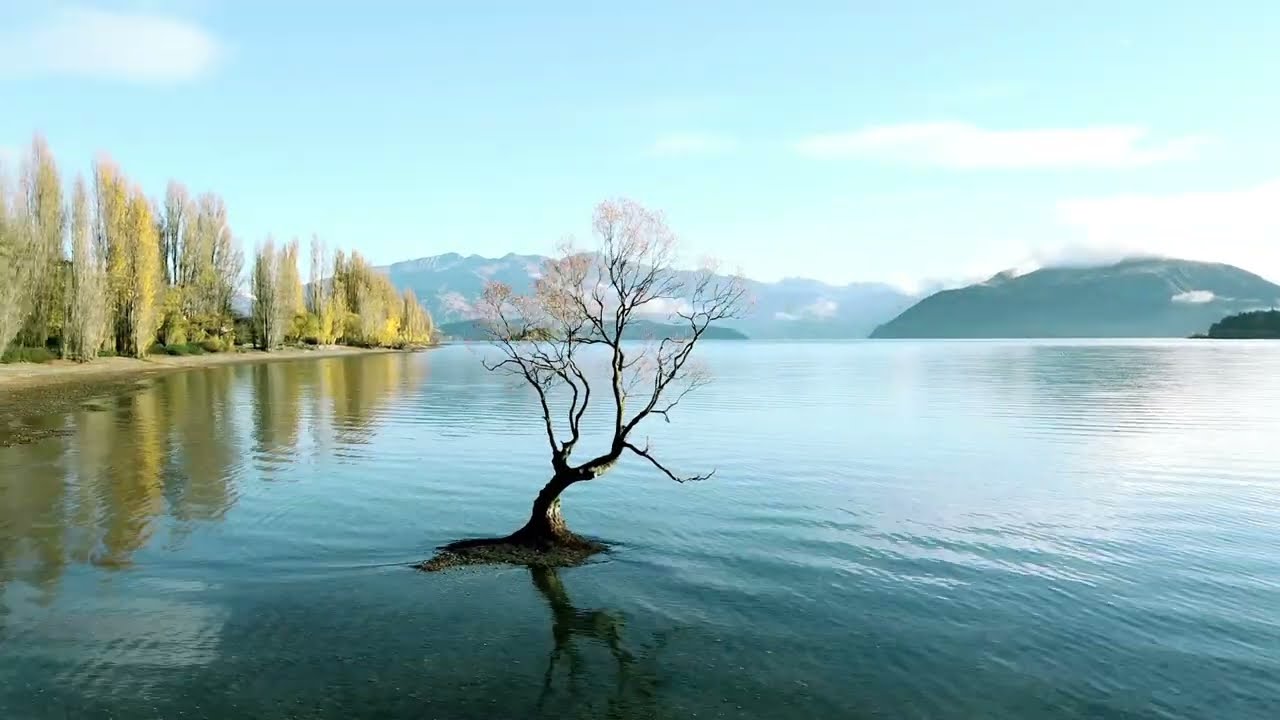 wanaka tree drone 4k