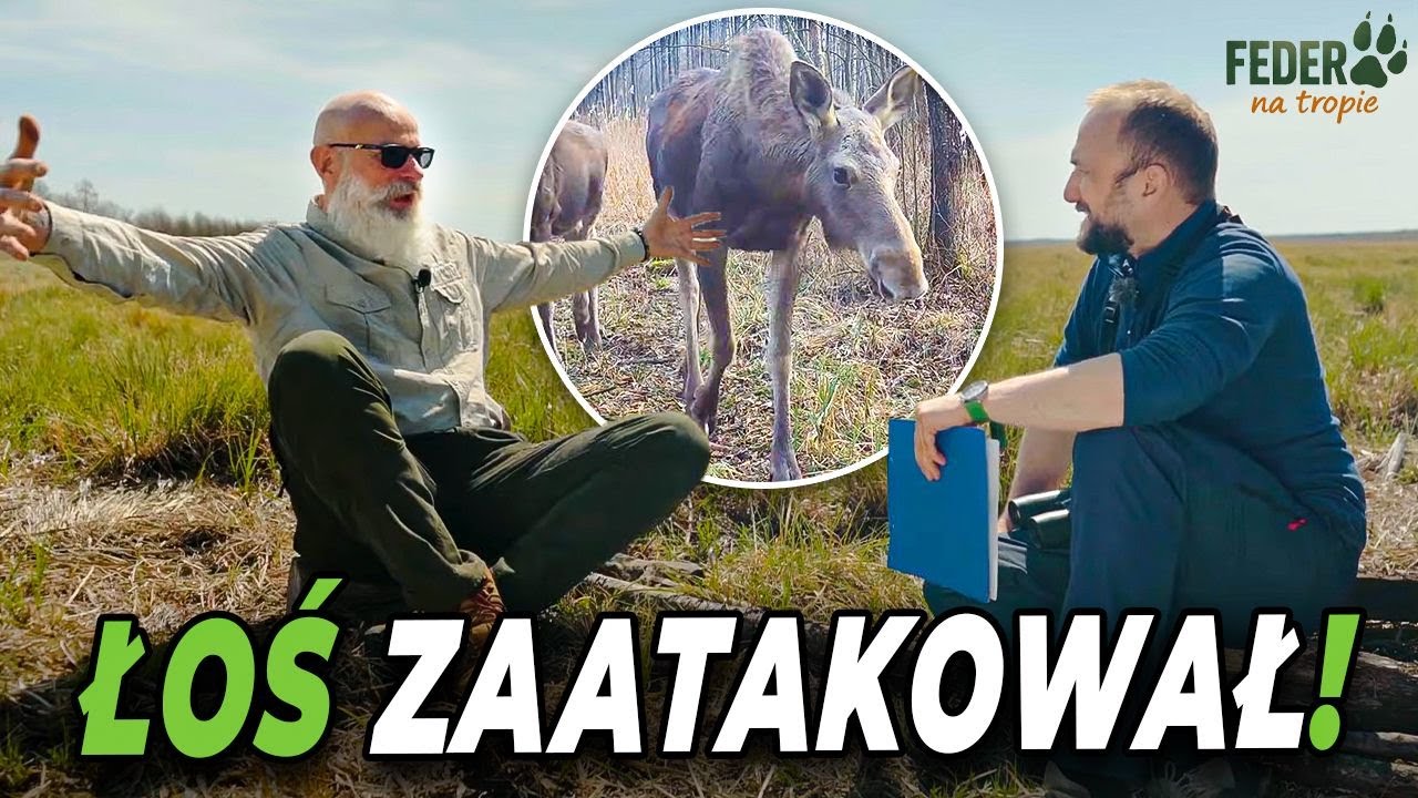 Człowiek kontra ŁOŚ. To najbardziej NIEBEZPIECZNE zwierzę! | Feder na tropie