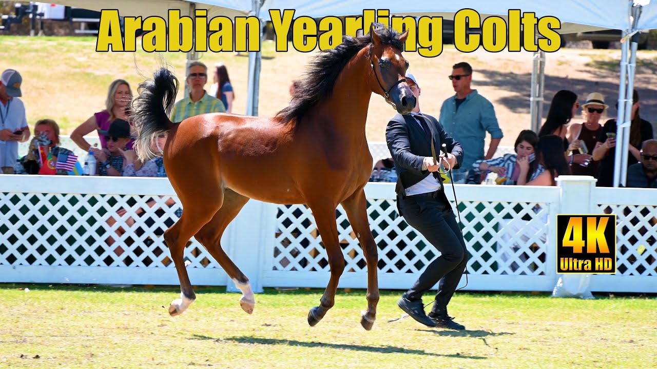 Breeders World Cup Arabian Horse Show - Yearling Colt Supreme Champ