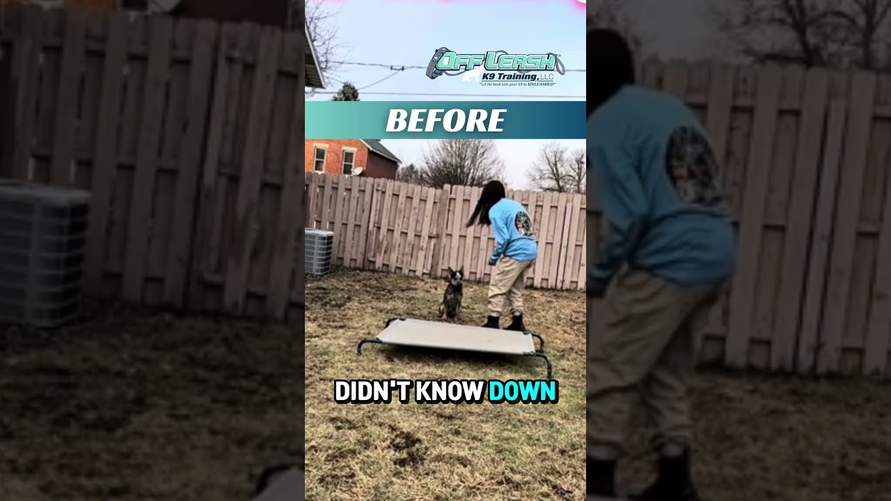 Flight Risk. 🚨 It was every dog owner's nightmare.