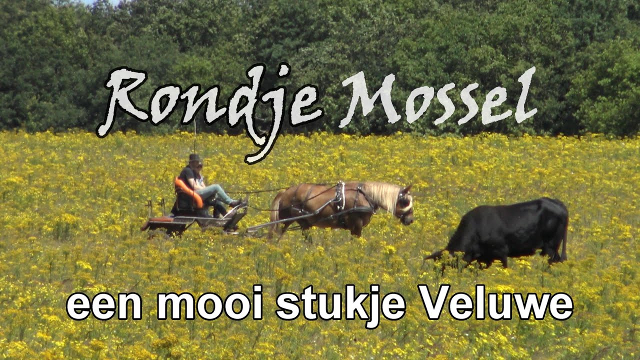Veluwe National Park 4K | Nature Walking Tour Netherlands (Mossel)