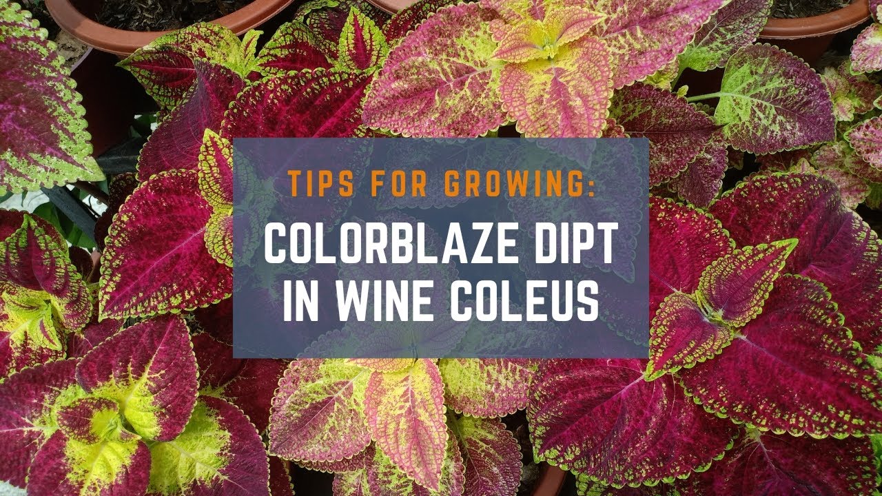 3 Tips for Growing ColorBlaze Dipt in Wine Coleus Plants