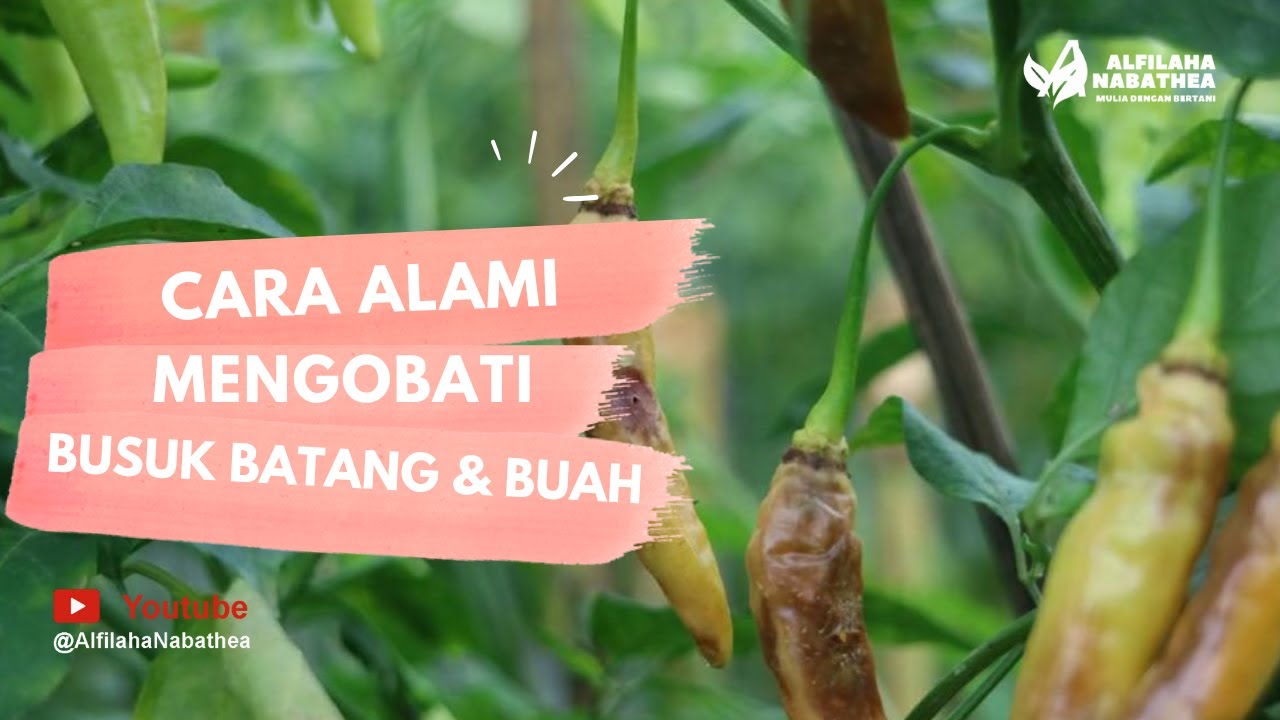 Cara Membuat Pestisida Alami untuk Membasmi Cacing Hijau pembusuk batang dan buahTanaman