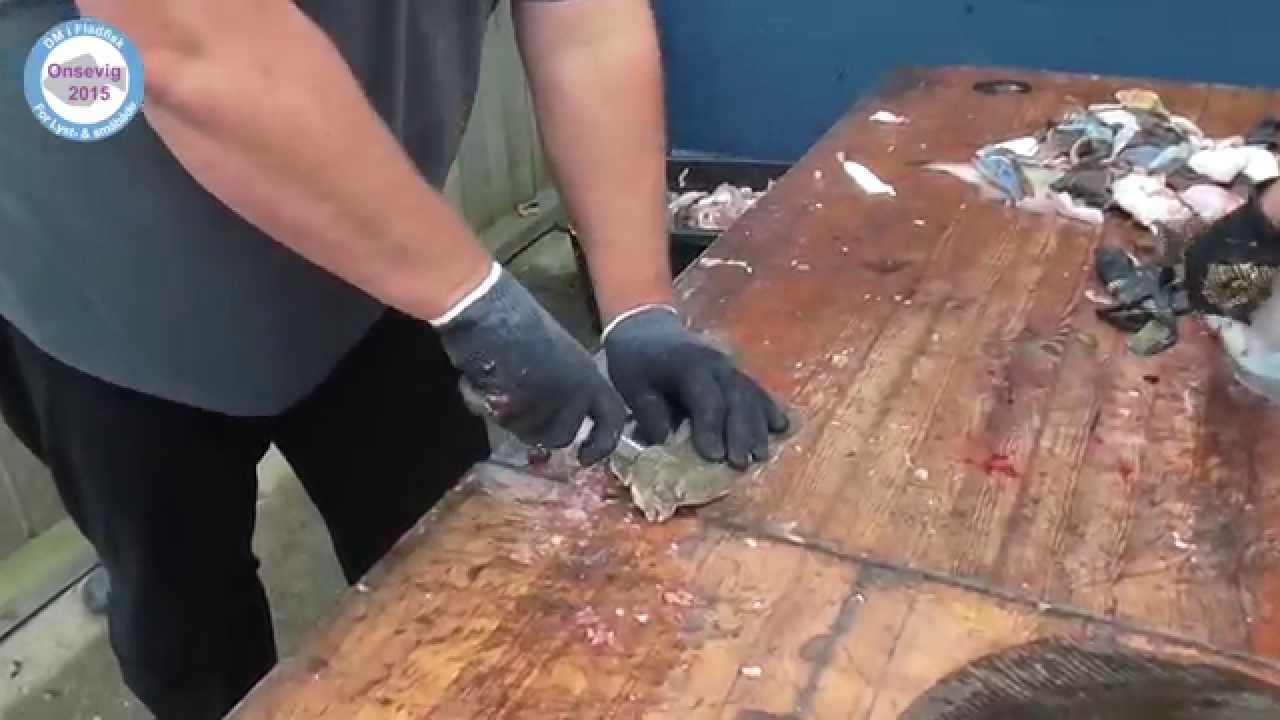 Onsevig Fladfiske Akademi - Lektion nr. 10 - Rensning af fisk for indvejning