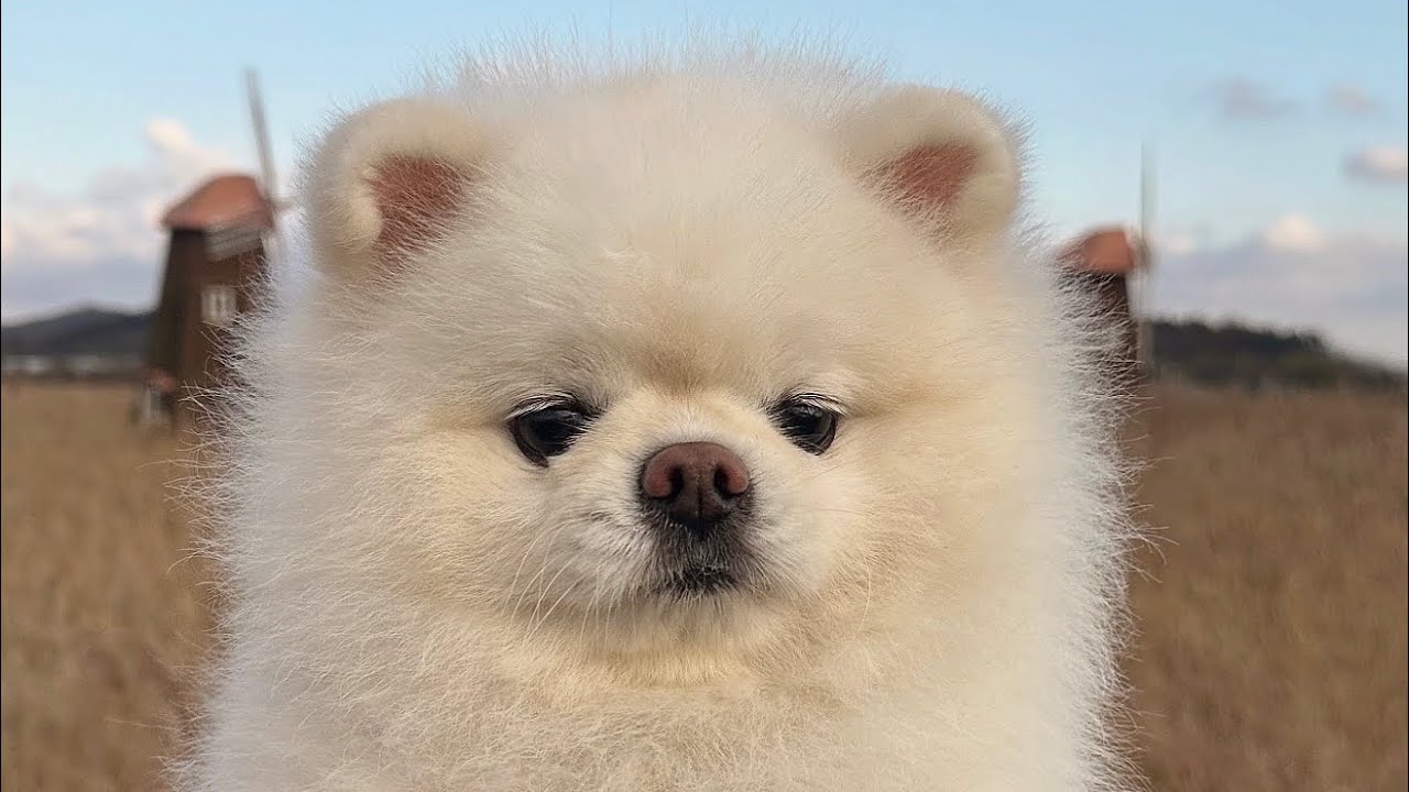 가을 산책 왔는데 표정이 참 한결같은 강아지ㅋㅋㅋ