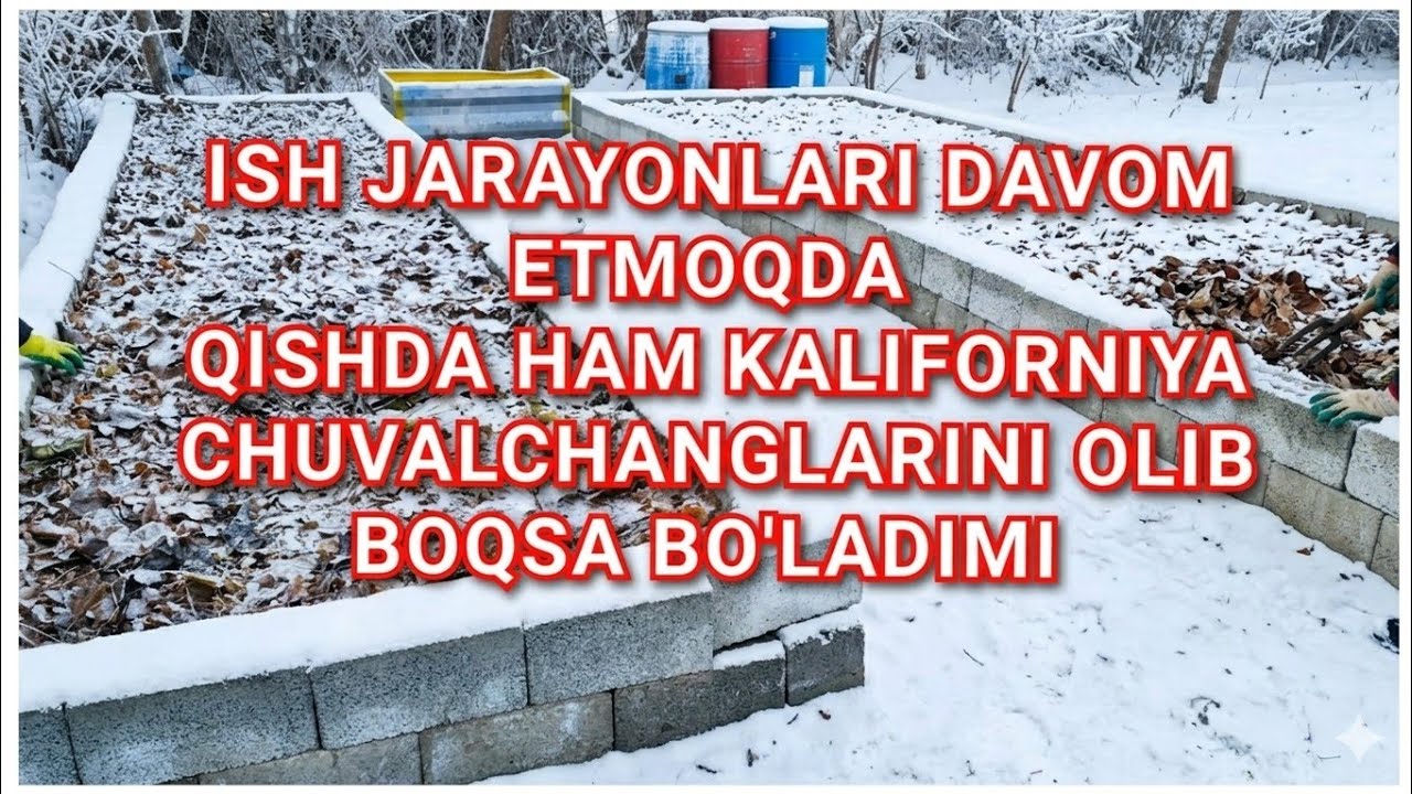 ISH JARAYONLARI DAVOM ETMOQDA QISHDA KALIFORNIYA CHUVALCHANGLARINI OLIB BOQSA BO'LADIMI 2025 12 06