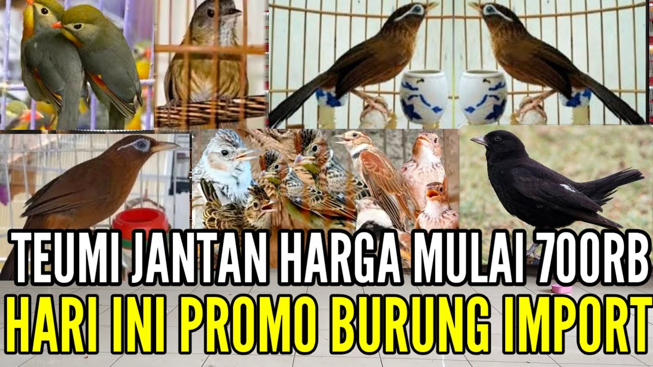🔴 TERBARU !! SUPER MELIMPAH PROMO BURUNG IMPORT TERMURAH DIJAKARTA 0838-7553-6945