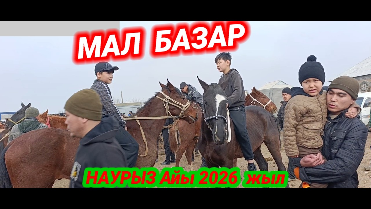 КЕЛЕС АБАЙ МАЛ БАЗАРЫ / КЕШЕГІ БАЗАР / МАЛ БАЗАР 2026 / livestock market / 가축 시장