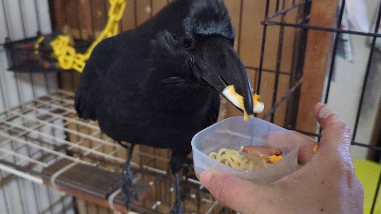 ラーメンをもぐもぐ食べるカラスのハッピー