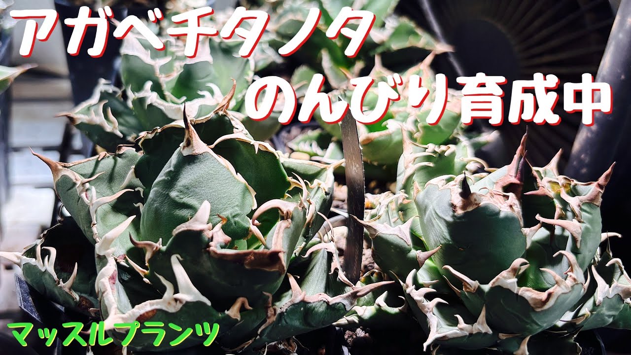 #152 アガベチタノタの成長記録をお送りします