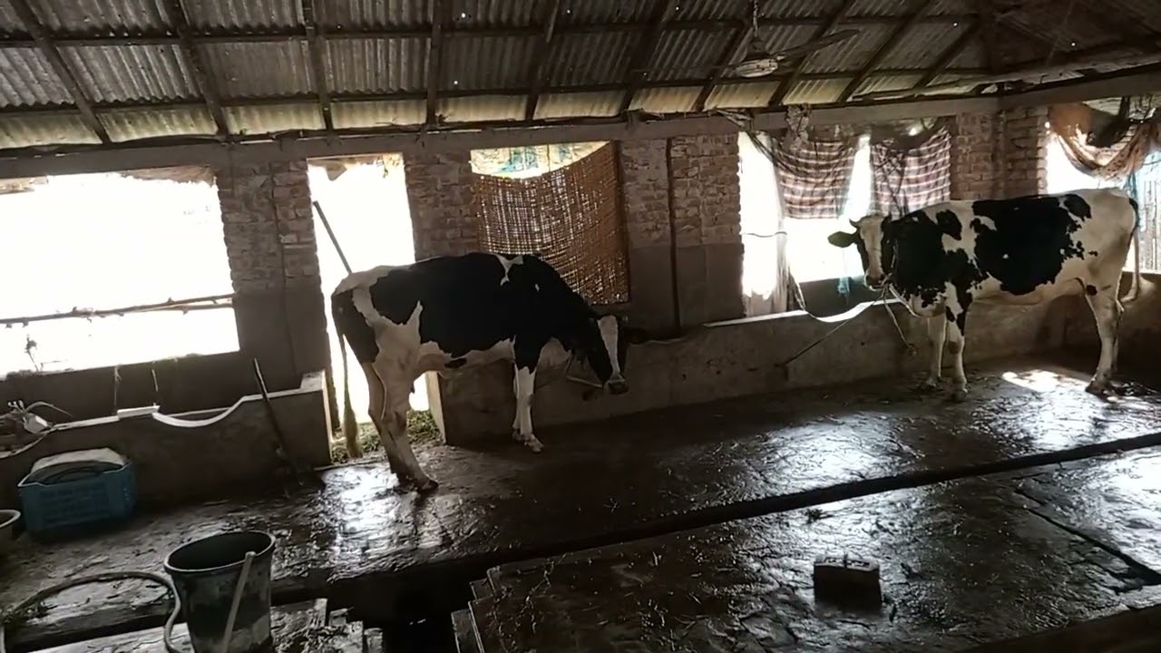 গাভী পালন, বাড়িতে অত্যন্ত সুন্দর পরিবেশ পালন করে আর্থিকভাবে স্বাবলম্বী হওয়া যায়। 
