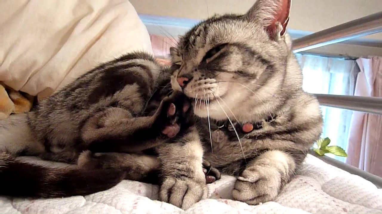 毛づくろいは大変～猫HD  　　  Cat's grooming is big job