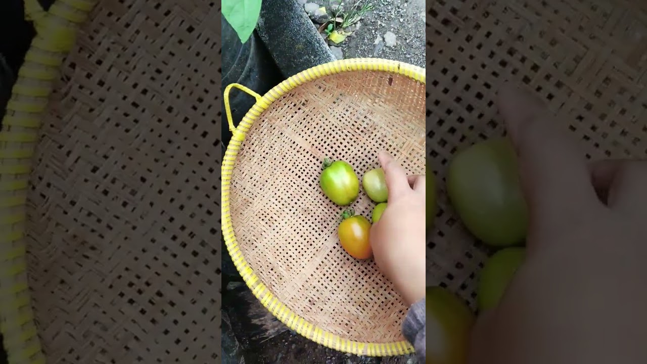 Pangkas daun tomat yg udh tua,panen tomat tiap hari#gardening#hobi#🥰💪