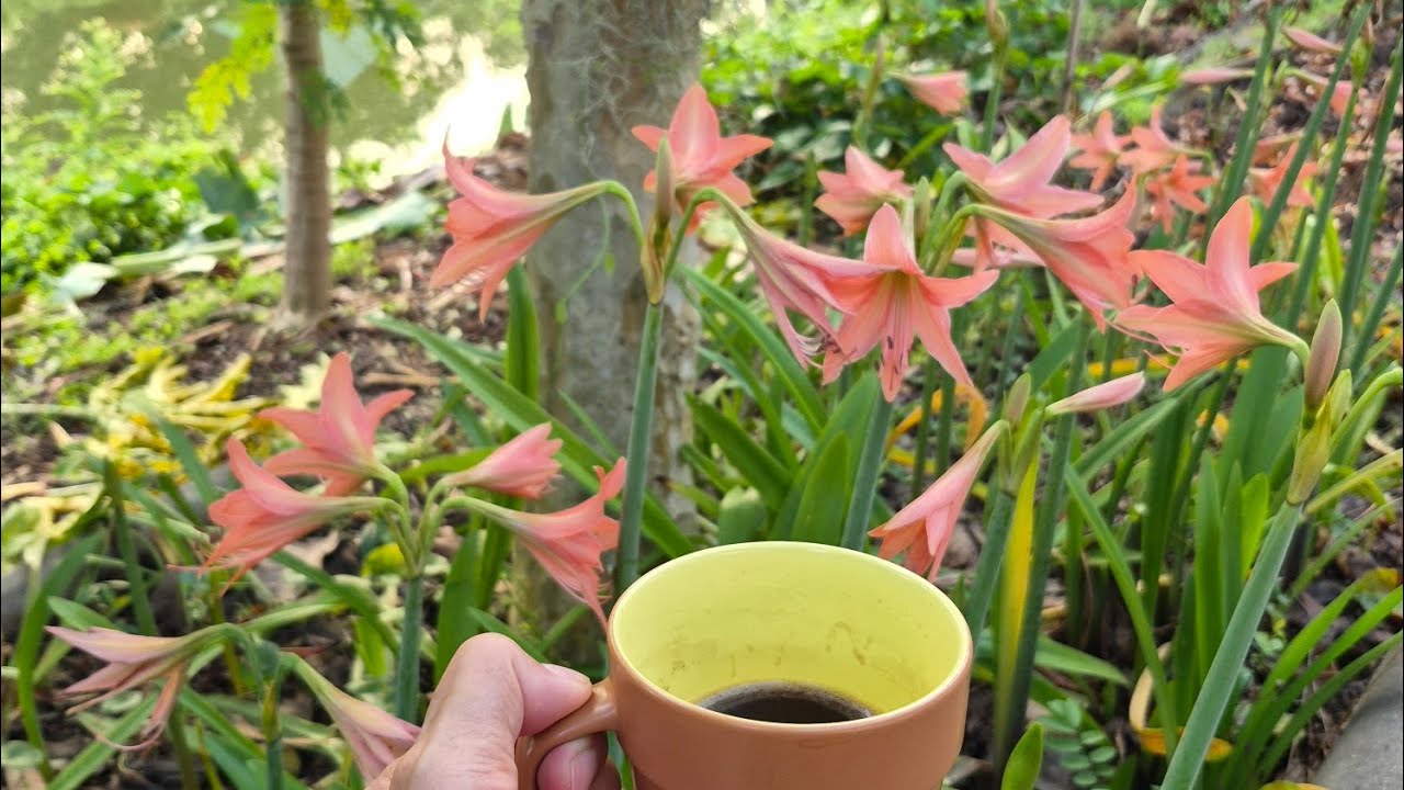 จิบกาแฟยามเช้า ชมสวนดอกว่านสี่ทิศสีส้ม