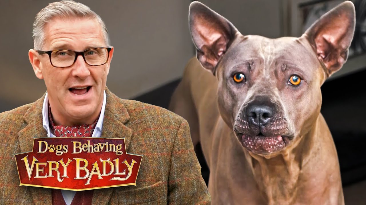 Our Thai Ridgeback Is TERRIFIED of People! | Dogs Behaving Very Badly