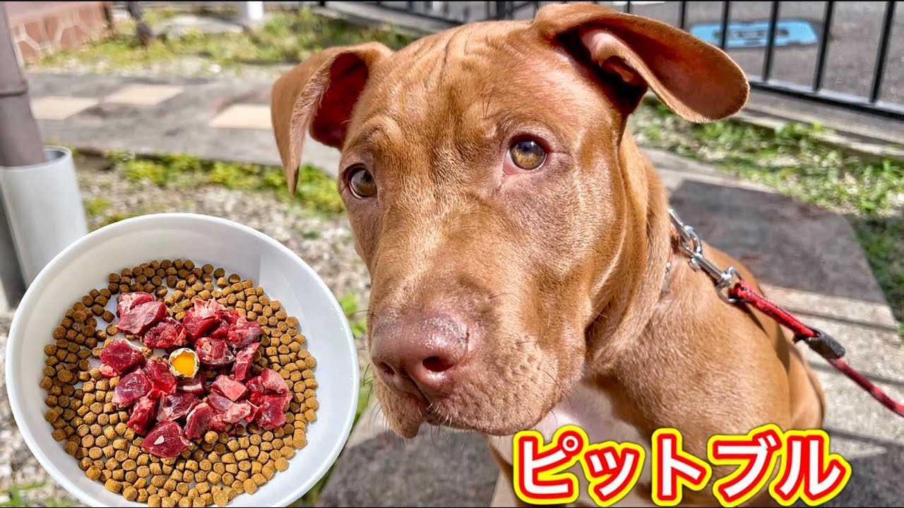 夢中でカリカリを食べるピットブルの仔犬がかわいすぎる