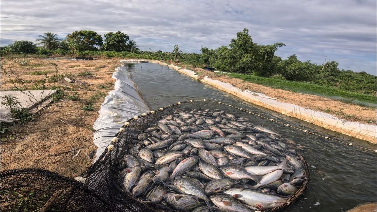 CHEGOU A HORA DE TIRAR OS PEIXE DO MEU TANQUE DE LONA!