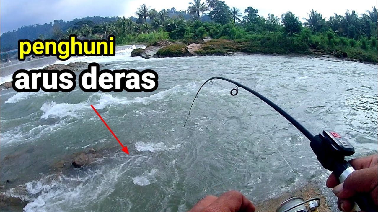 BUKAN CUMA IKAN PREDATOR IKAN TAWES JUGA ADA DI ARUS DERAS || mancing di sungai umpan udang