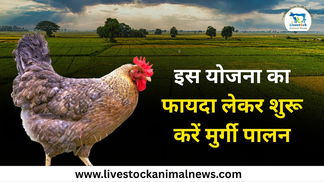 इस योजना का फायदा लेकर शुरू करें मुर्गी पालन