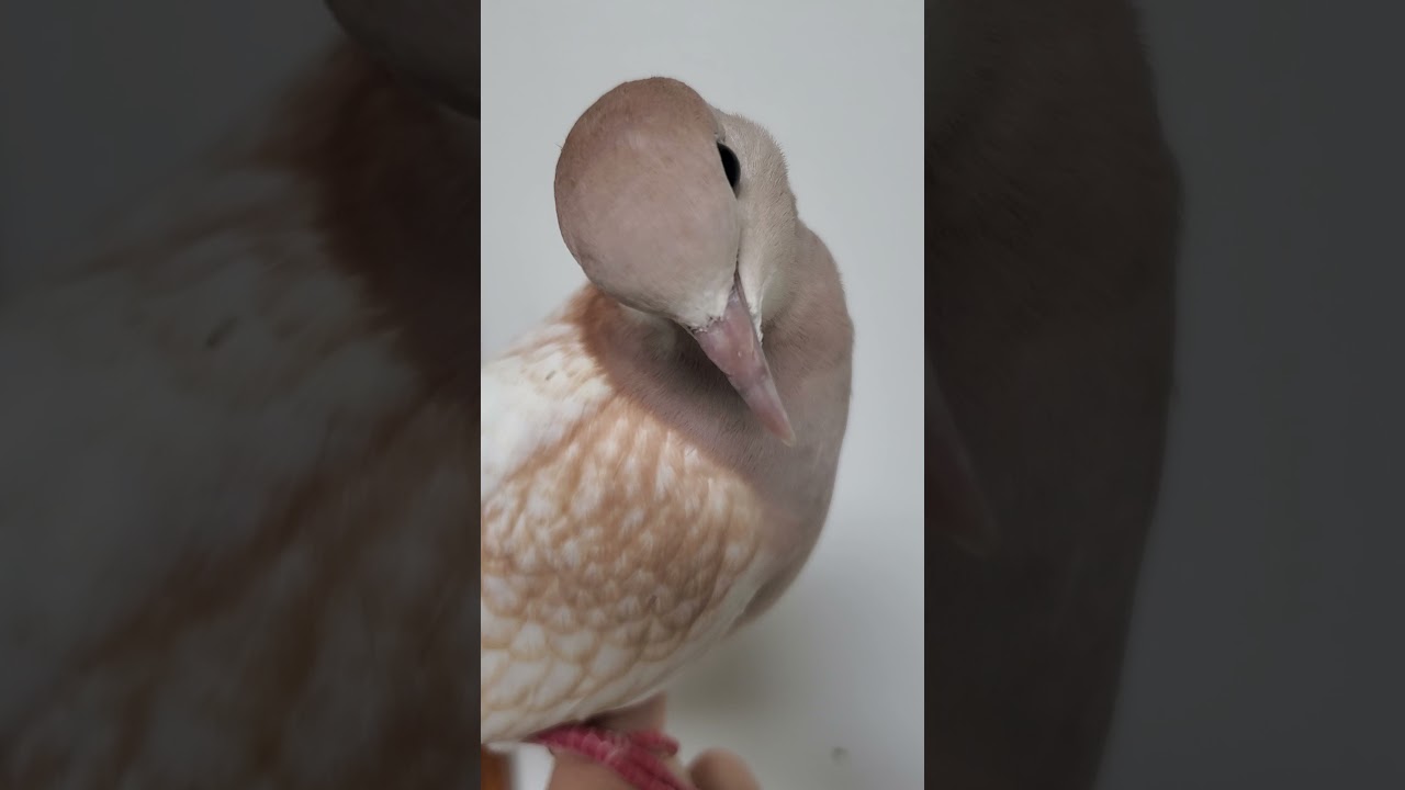 Meet Esther, our Tangerine Pearl Ringneck Dove. 🥰 Sweet Girl.