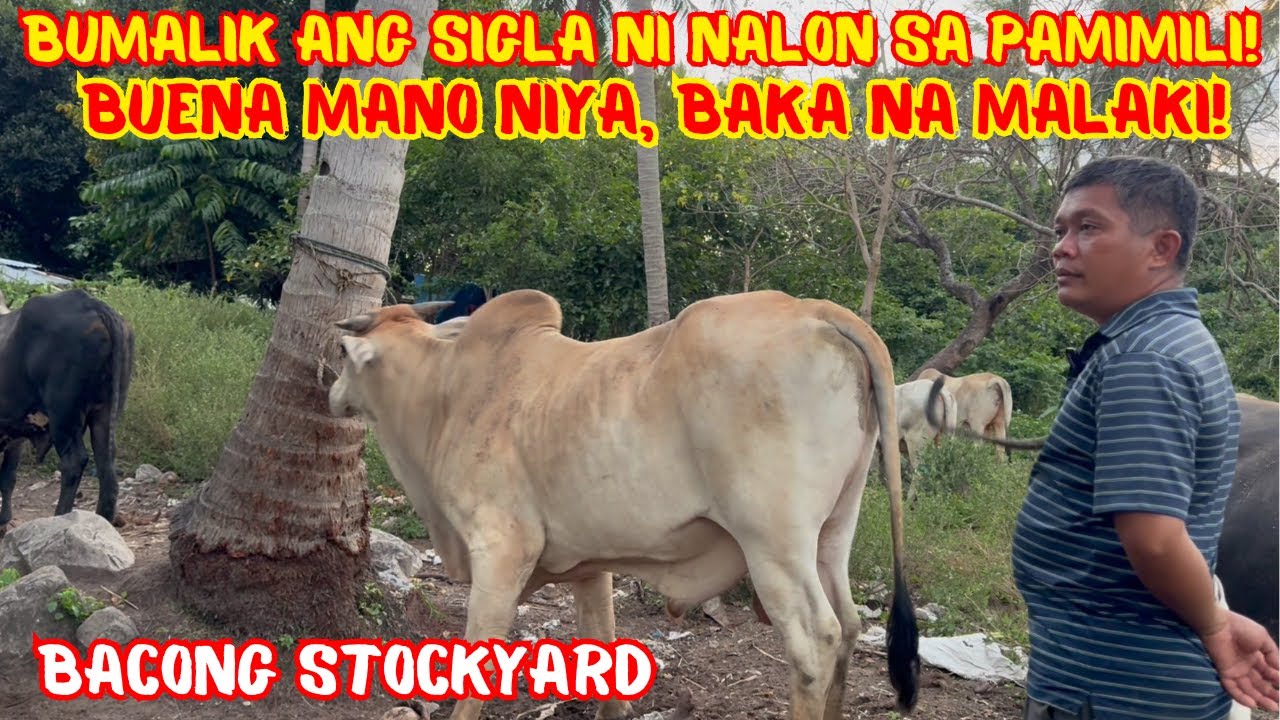 BUMALIK ANG SIGLA NI NALON SA PAMIMILI! BUENA MANO NIYA, BAKA NA MALAKI! | SOLLE'S GANDANG BUHAY