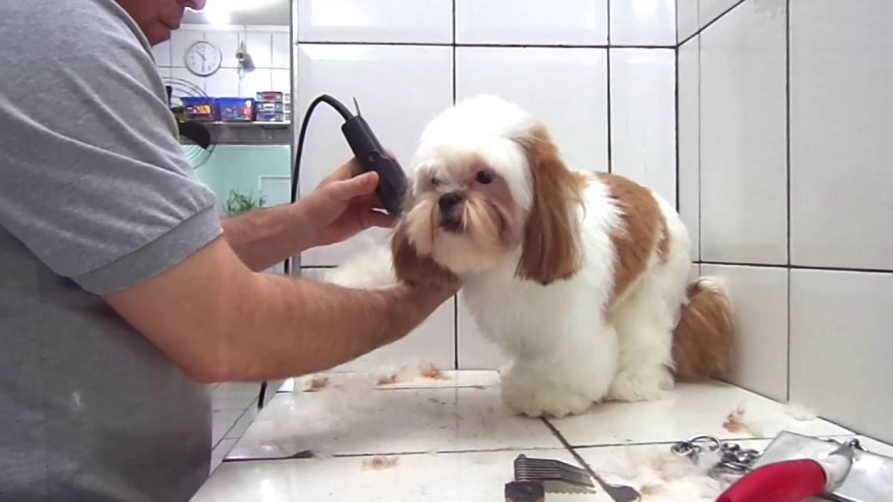 Tosa Shih Tzu Adaptador #6