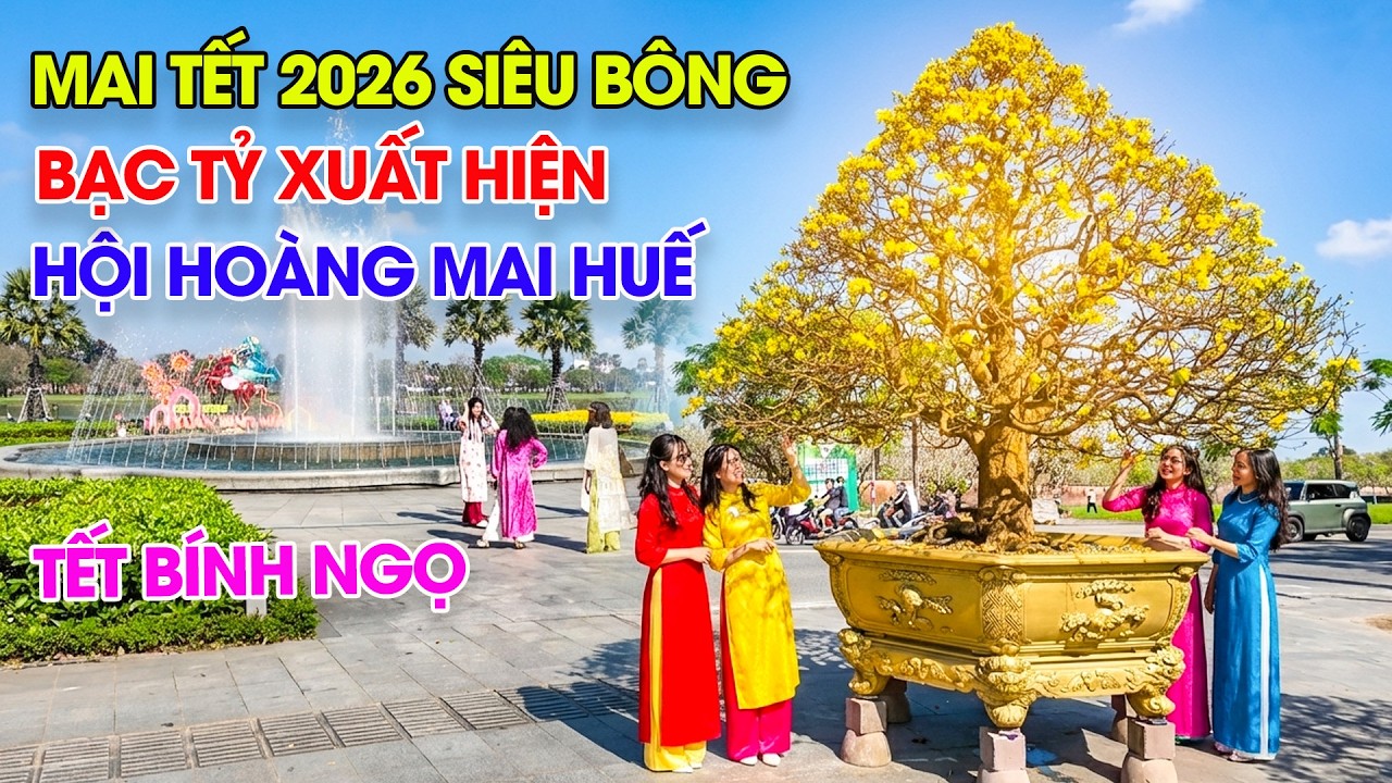 Mai Tết Huế siêu bông bạc tỷ xuất hiện trước thành Huế tại hội Hoàng Mai xuân Bính Ngọ