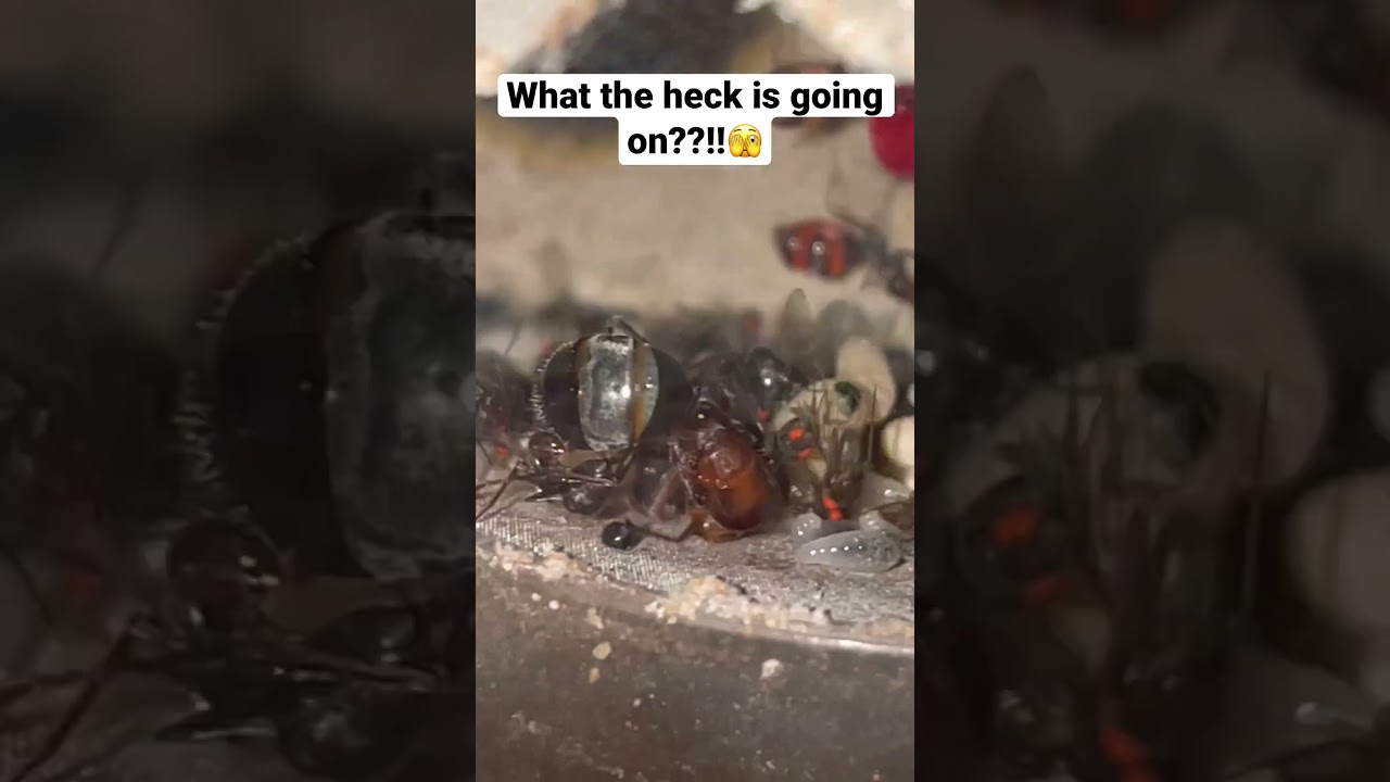 Why did they murder the queen 😱 #ant #antkeeper #insect #antkeeping #science #bug