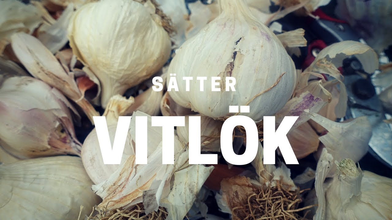 Odla vitlök - sätt på hösten