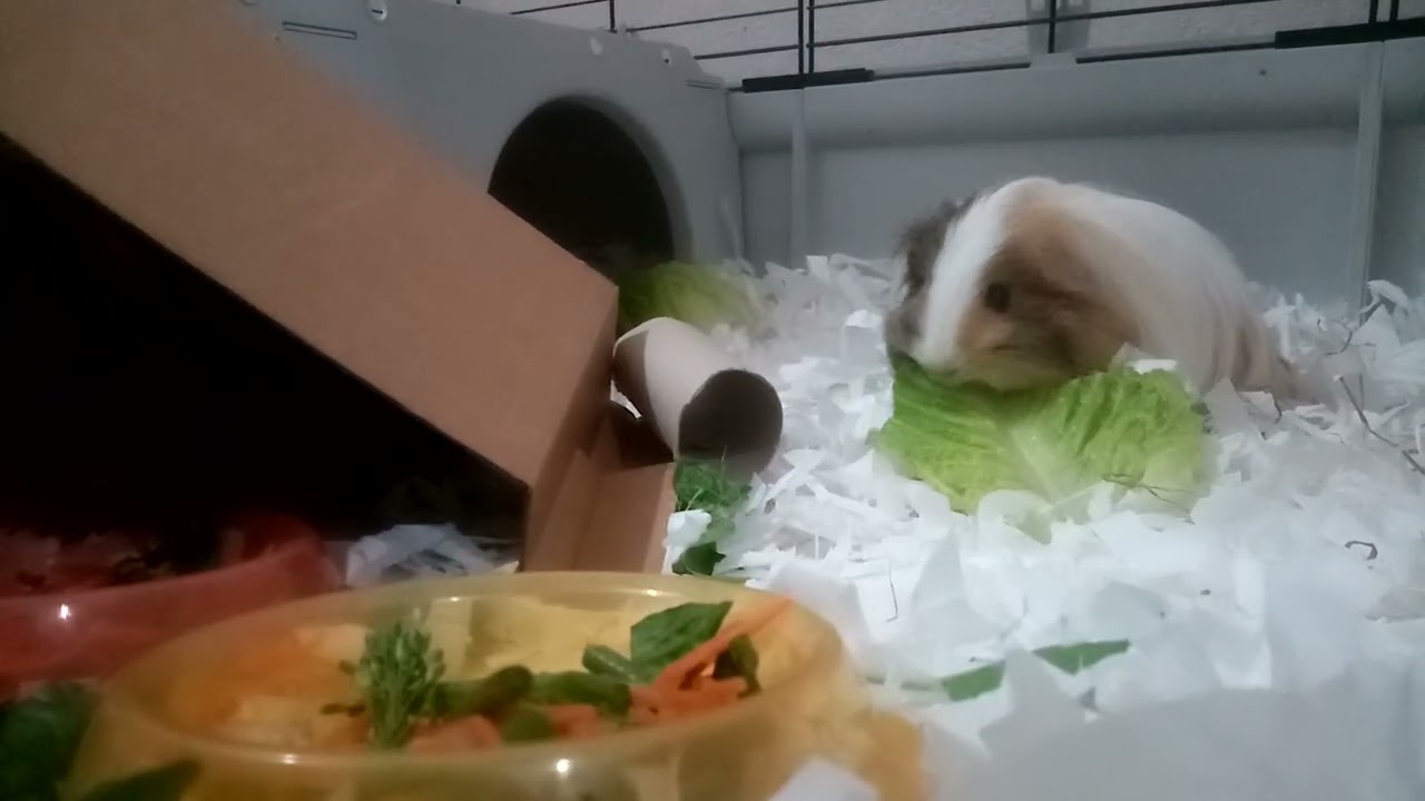 Guinea pig ASMR eating lettuce leaf leaves chewing snack snacking munching munchies rodent food feed
