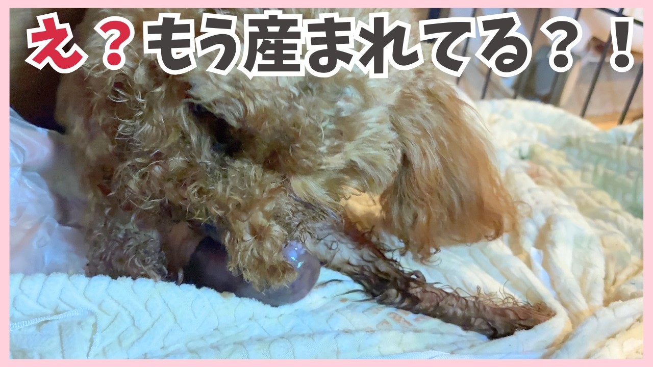 【出産映像】え？もう生まれてる&hellip;陣痛なしの出産