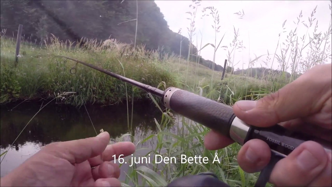 Havørred i Åen uge 24.
