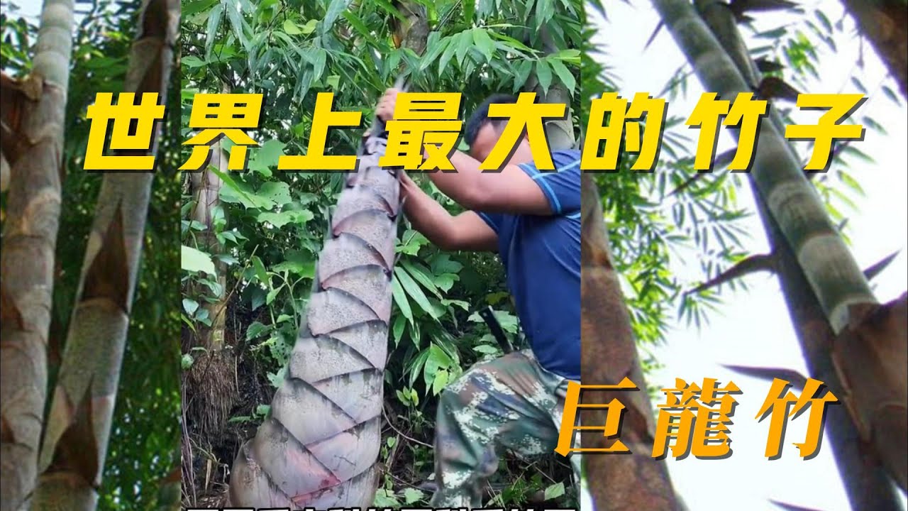 世界上最大的竹子，巨龍竹高度可以達到30米以上，直徑可達30釐米左#世界之最world  #竹子