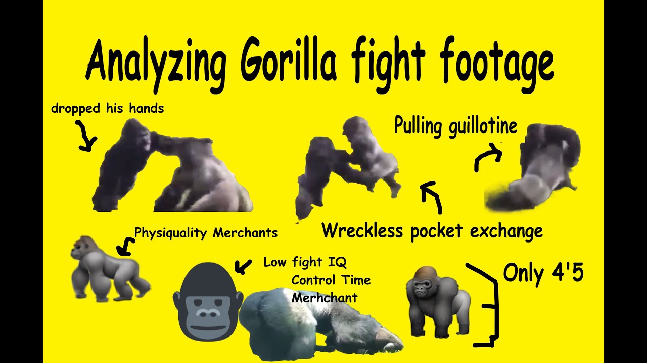 Analyzing Silverback Gorilla fight footage - GORILLAS HAVE ZERO BOXING