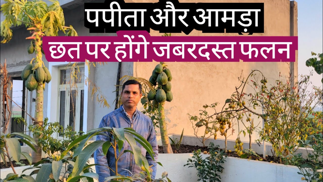 Amda And Papaya Best Fruits for Terrace Gardening 