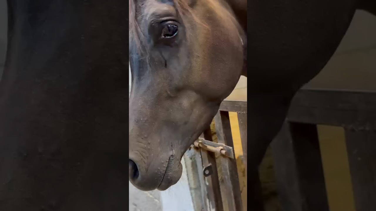 رحت ل اغرب خيل ممكن تشوفه 🥺🤩😳😱😨🫣#اكسبلور #ضحك #لايك #دويتو #تيك_توك #دويتو #ترند #funny #ترند_تيك_