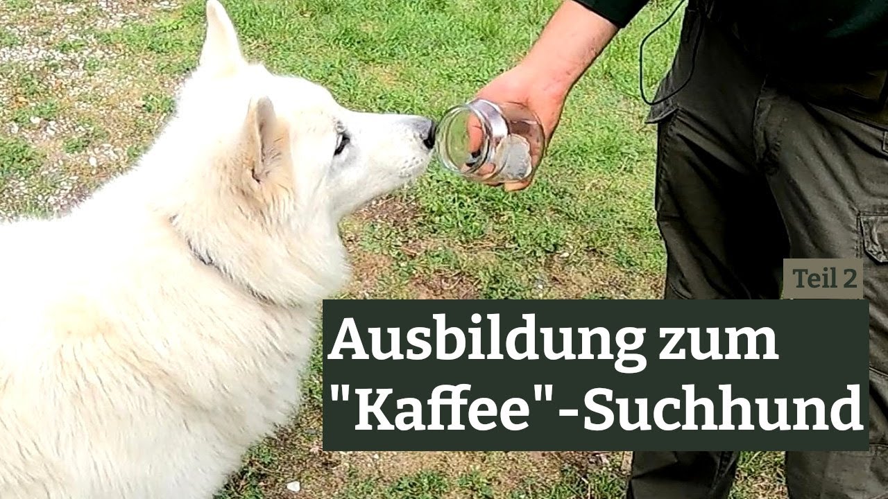 Hundetraining: Ausbildung zum Kaffee-Suchhund - Teil 2