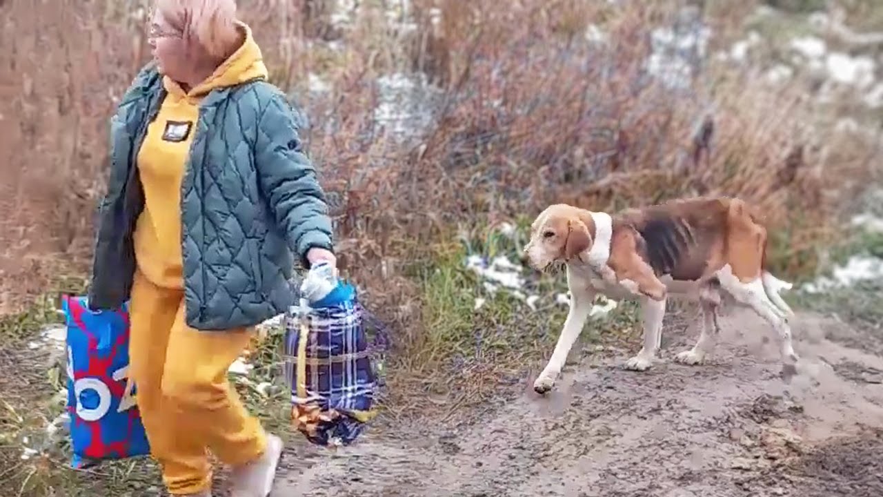 Gathering all her courage and following, the dog did something that no one expected