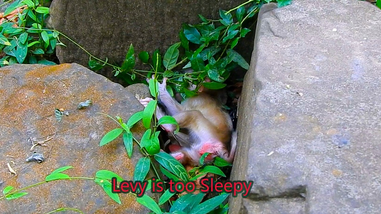 Baby Levy sleeps in a rock shelter cuz he's too sleepy