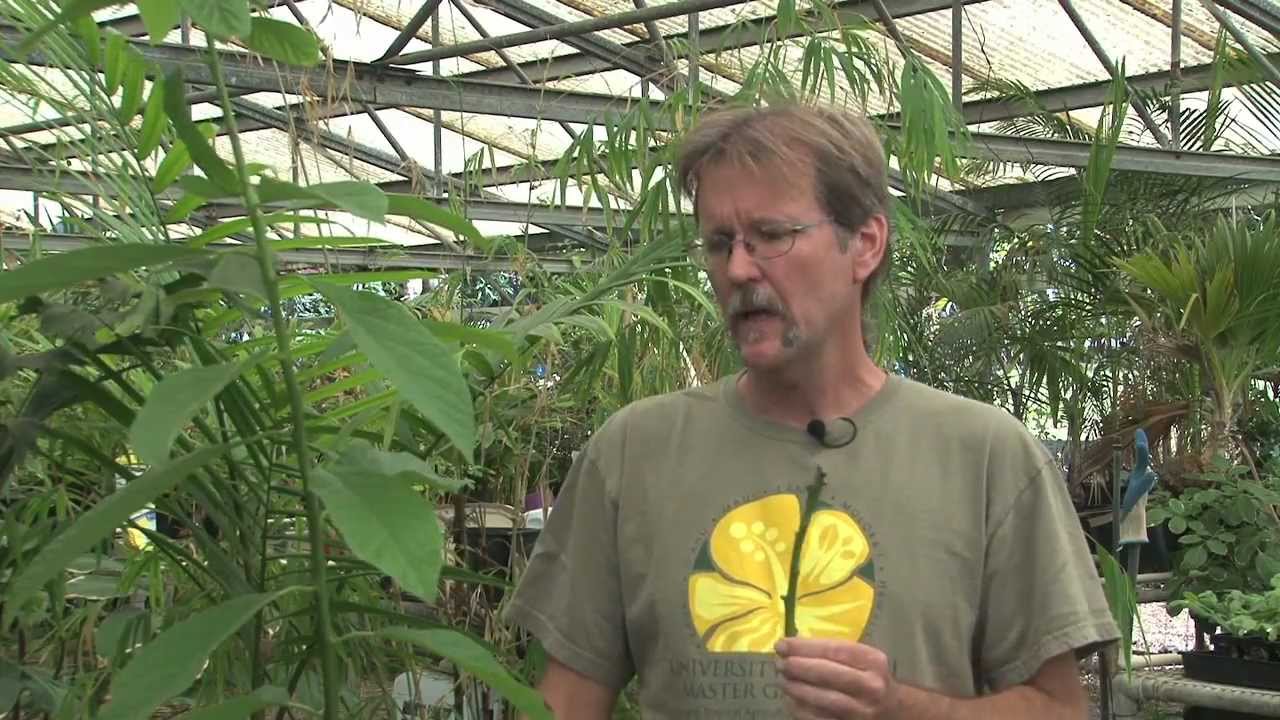 Grafting Avocado with Ty McDonald Part 1