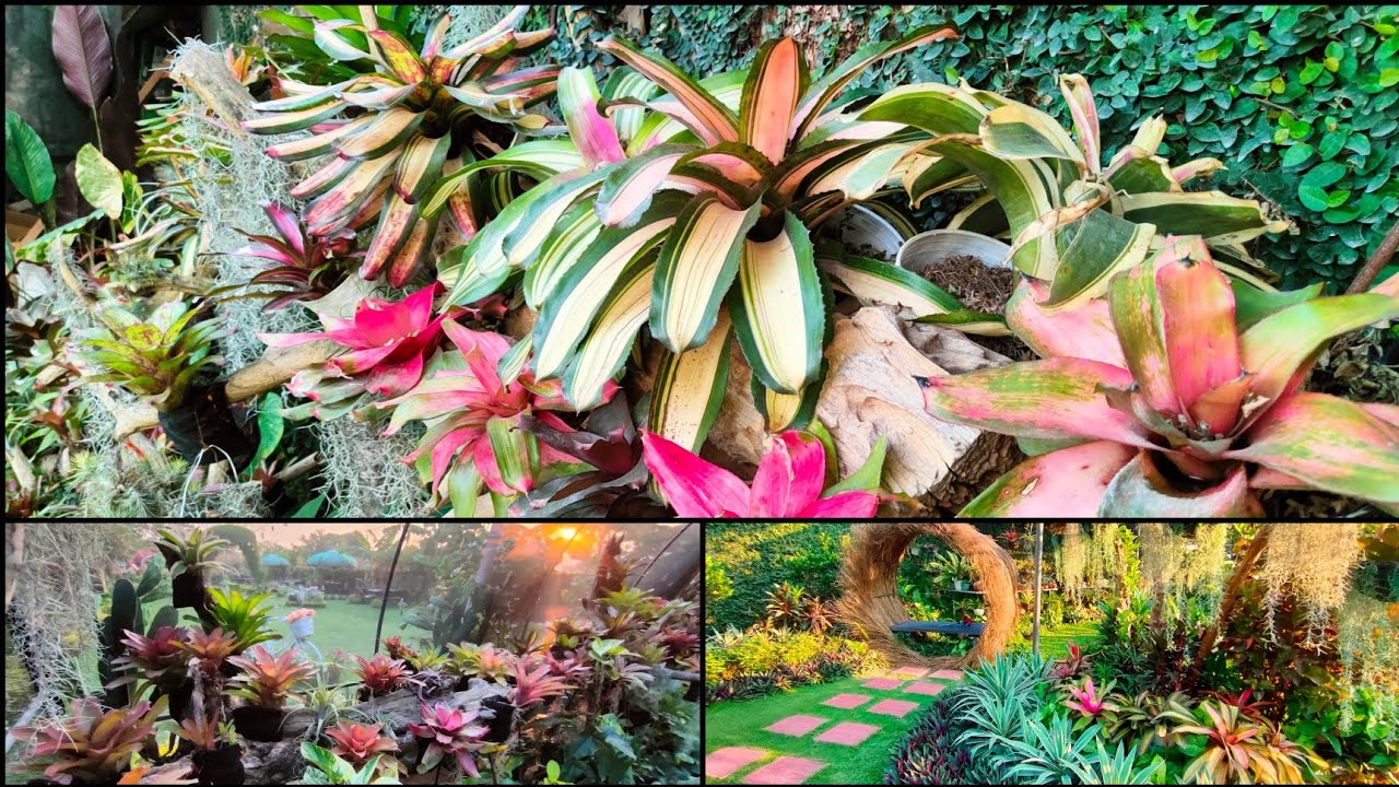 BROMELIADS UPDATE & FOR SALE 😍🌿 (GAGANDA)