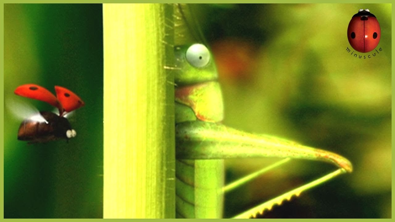 Catapult | Minuscule 🍃 50' Compilation