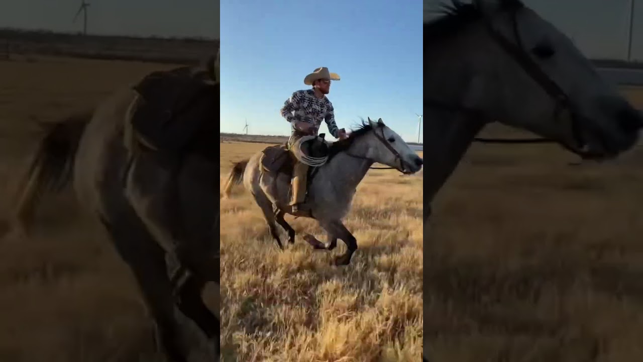 This Studs Offspring Look Just Like Him. #horses #stud #cowboy #ranching