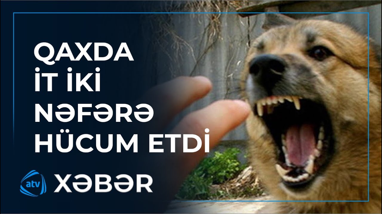 Qaxda &ccedil;oban iti sakinlərə h&uuml;cum etdi - Durumları ağırdır