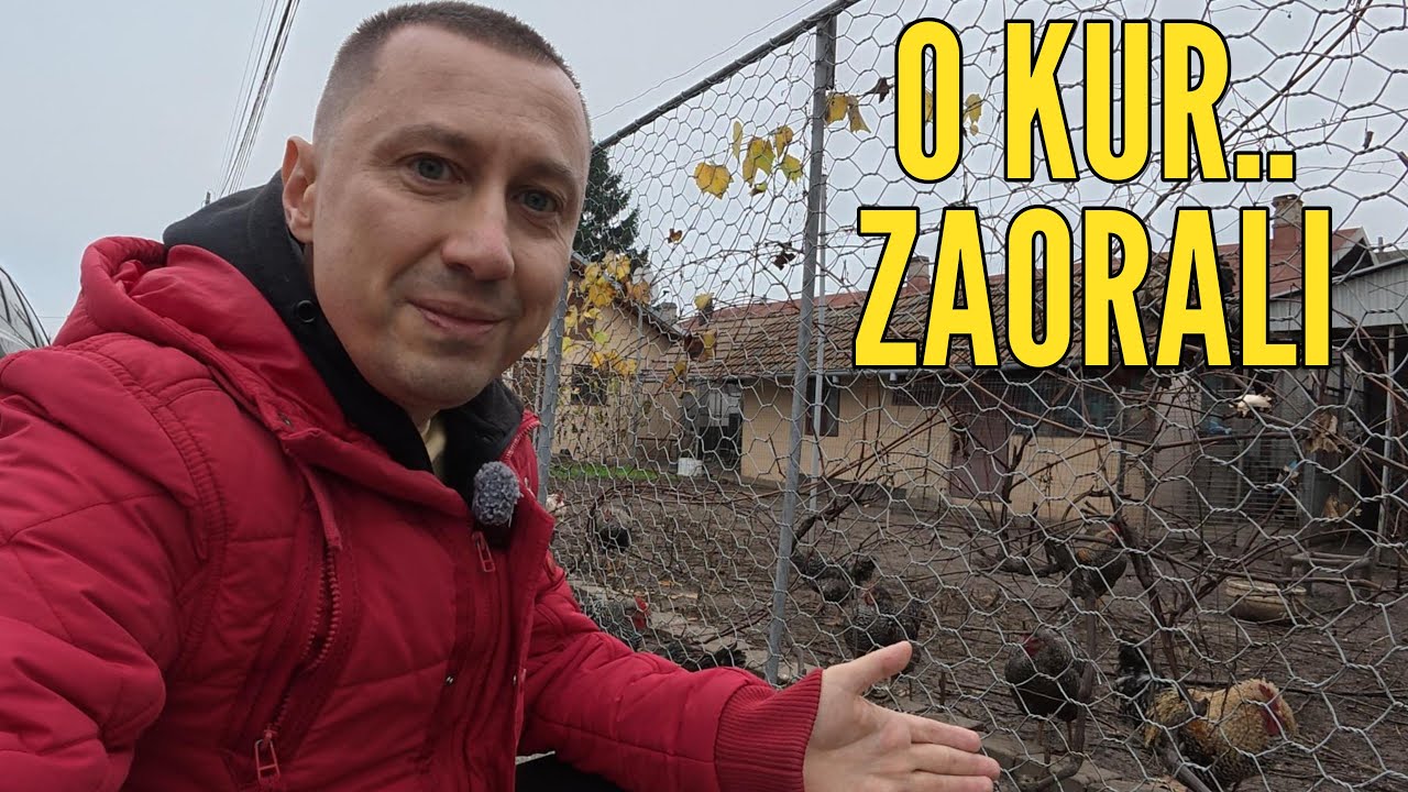 Szok sprzedajesz jaja musisz zarejestrować kury.  Świna, koza krowa czyli tak zaorali Polską wieś!