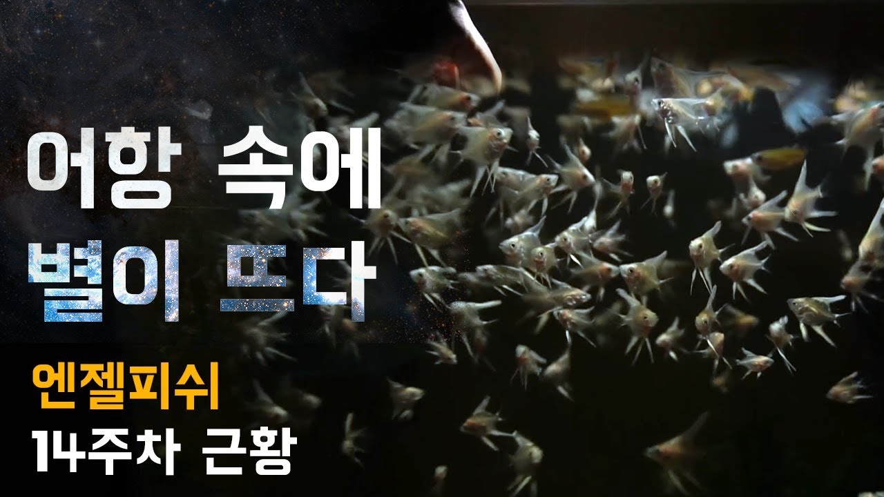 별 모양의 열대어 엔젤피쉬 치어의 14주차 근황