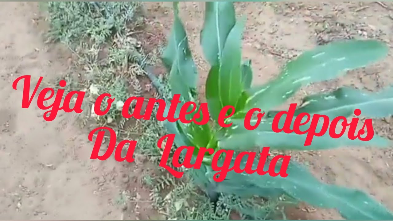 DEPOIS DE 3 DIAS , COMBATI A  LAGARTA DO CARTUCHO?