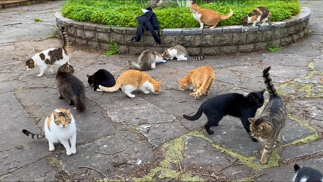 The hungry cats went crazy when they saw the wet food. These cats are so cute! 
