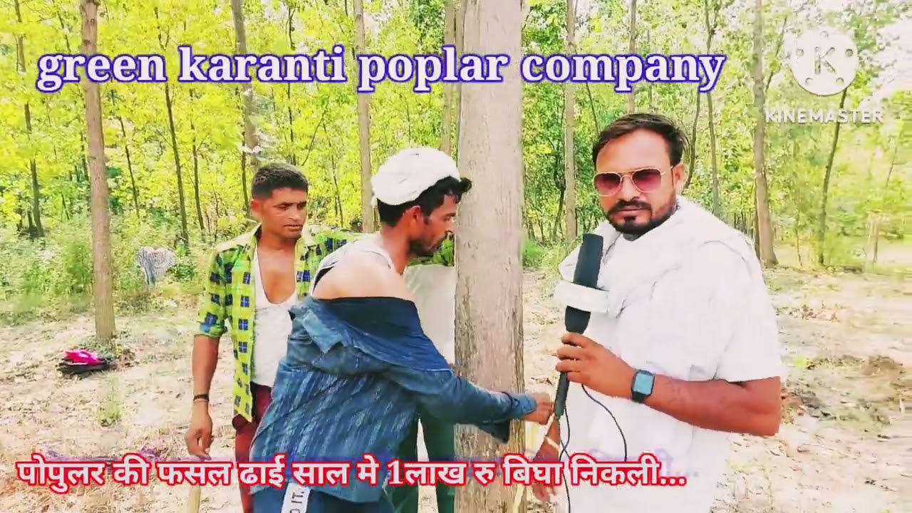 Popular ki best variety green Kranti Dhai saal mein ek lakh rupaye bigha